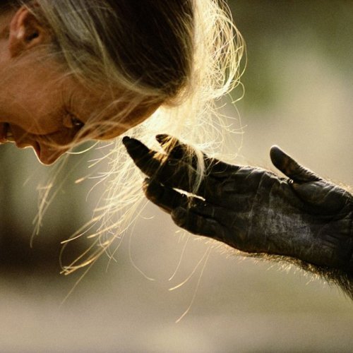  پادکستاپیزود هجدهم: بگذار وحشی بماند