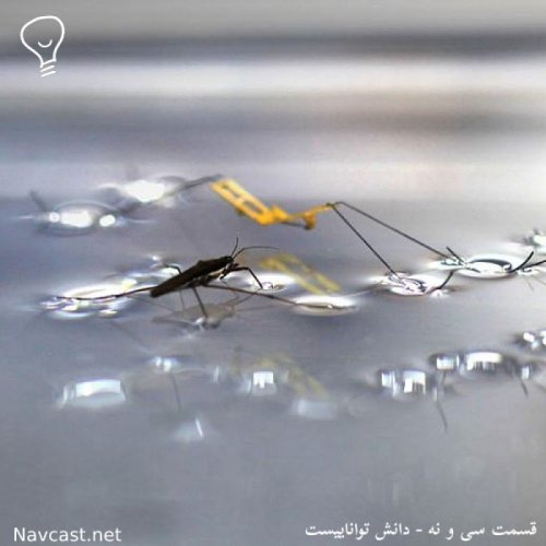  پادکستقسمت سی ونه - دانش تواناییست