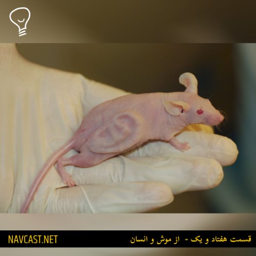  پادکستقسمت هفتاد و یک - از موش و انسان