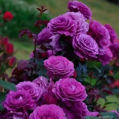  پادکستElegy for Viola