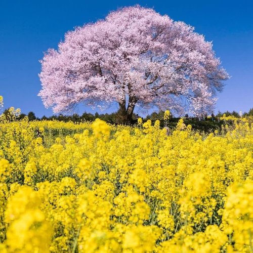  پادکستHealing music for stress relief and meditation