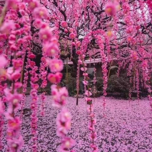  پادکستAngels lullaby ( Relaxing sleep music)