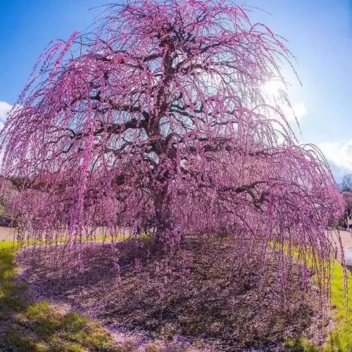  پادکستSunny morning (Relaxing music)