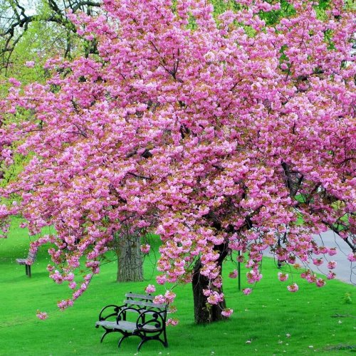  پادکستاستقبال بهار (sleep music)