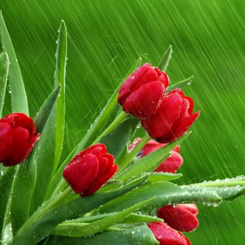  پادکستباران عشق (2)