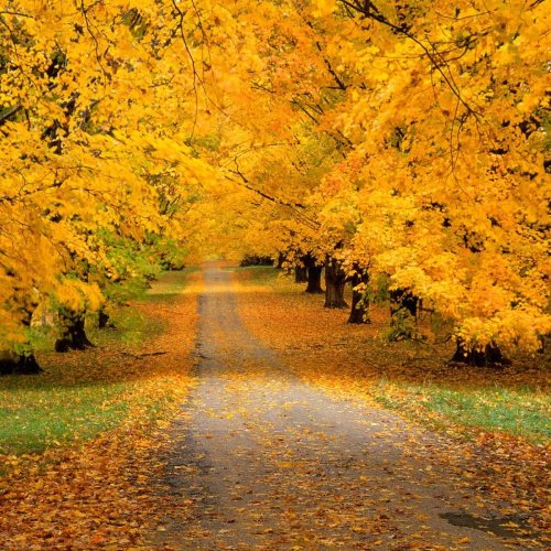  پادکستپاییز طلایی (5)