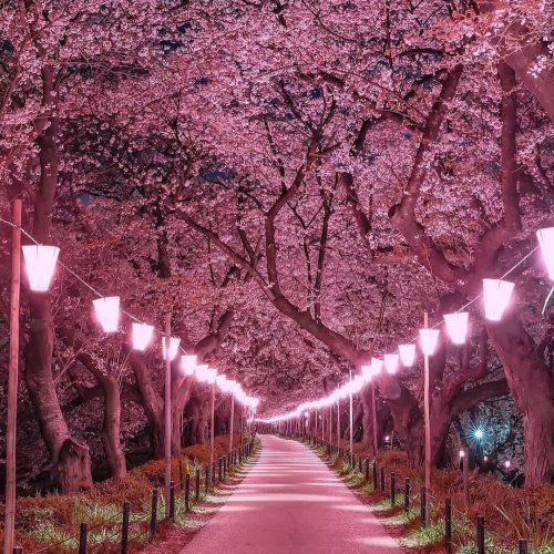  پادکستMelody Of Joy