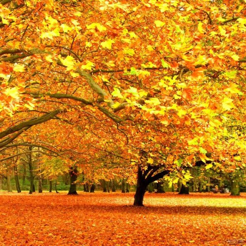  پادکستپاییز طلایی (۳)