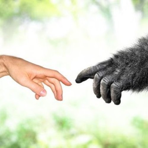  پادکست⏩ مختصر و مفید: ««فرگشت»» در ۲ دقیقه!