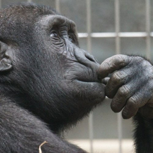  پادکست🦧 چرا «انتخاب طبیعی» به نظر هوشمند می‌رسد؟