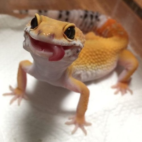  پادکست✳️ چرا دُم مارمولک‌ها کنده می‌شود؟! ✳️