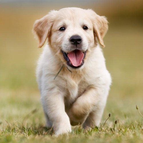  پادکست✳️ سگ‌ها از کجا آمده‌اند؟ ✳️