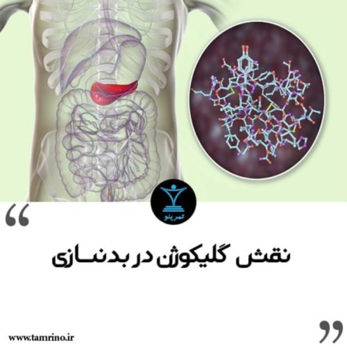  پادکستنقش گلیکوژن در بدنسازی