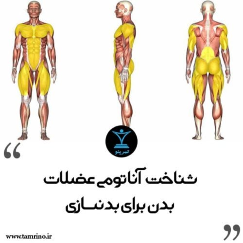  پادکستشناخت آناتومی عضلات بدن برای بدنسازی