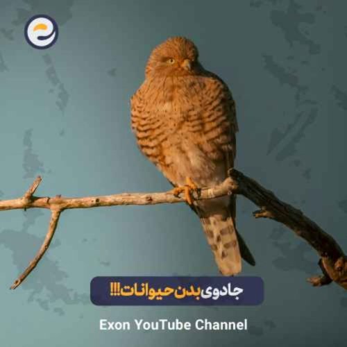  پادکستراز الگوهای عجیب حیوانات | از ریخت‌زا تا جادوی پوست پلنگ!