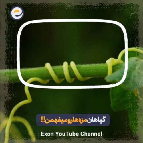  پادکستگیاه ها مزه آبی که بهشون میرسه رو میفهمن!