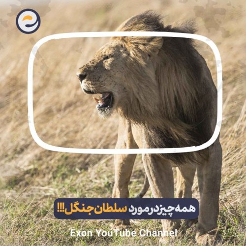  پادکستاپیـزود ویژه _ همه چیز در مورد رازهای زندگی مرموز شیر‌ها