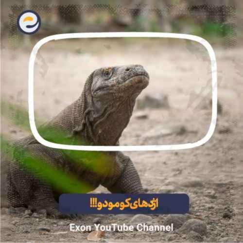  پادکستاژدهای کومودو، بزرگترین مارمولک روی کره زمین