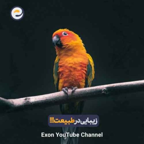  پادکستزیباشناسی طبیعت: راز رنگ‌ها و الگوهای حیوانات و انسان