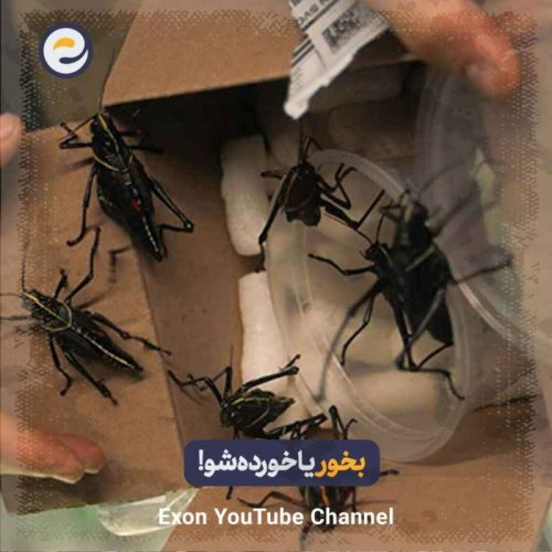  پادکستجنایت‌های عجیب و باورنکردنی حشرات در نبردهای وحشیانه طبیعت که واقعاً اتفاق می‌افتند❗