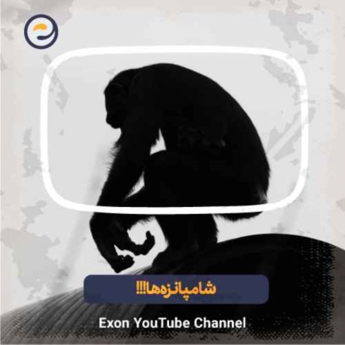  پادکست شامپانزه ها، وحشی ترین عموزاده انسان !