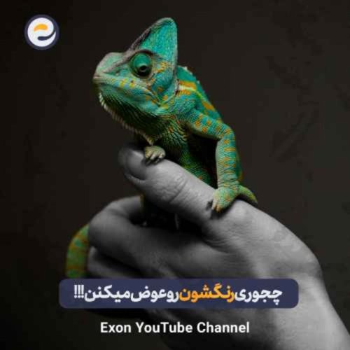  پادکستراز رنگ عوض کردن حیوانات: از آفتاب‌پرست تا اختاپوس | علم پشت تغییر رنگ جانوران