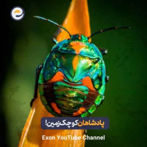  پادکستشکل بدن پادشاهان کوچک زمین | آناتومی شگفت‌انگیز حشرات