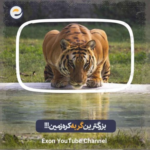  پادکستچجوری ببرها می‌توانند طعمه‌های بزرگ را شکار کنند؟