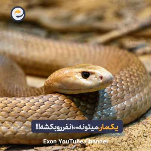  پادکستتایپان صحرایی: مرگبارترین مار زمین که با یک نیش ۱۰۰ انسان را می‌کشد!