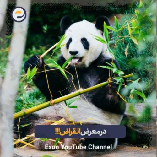  پادکستحقایق باورنکردنی که جلوی انقراض پانداها رو میگیره!