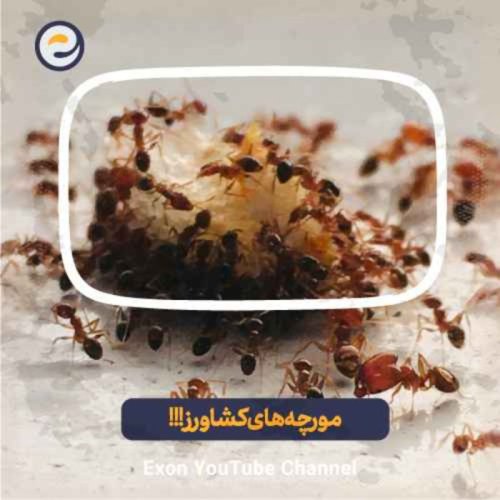  پادکست زندگی مورچه‌های کشاورز