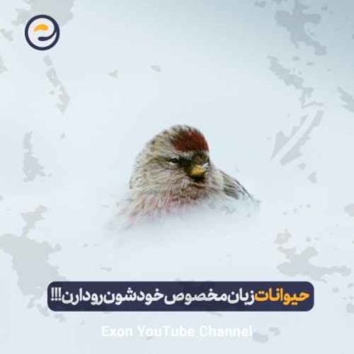  پادکستآیا حیوانات هم زبان مخصوص خودشون رو دارن؟