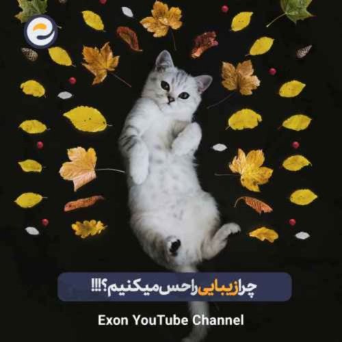  پادکستچرا عاشق بعضی چیزها می‌شویم؟