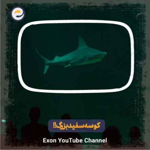  پادکستهمه چیز در مورد کوسه سفید بزرگ