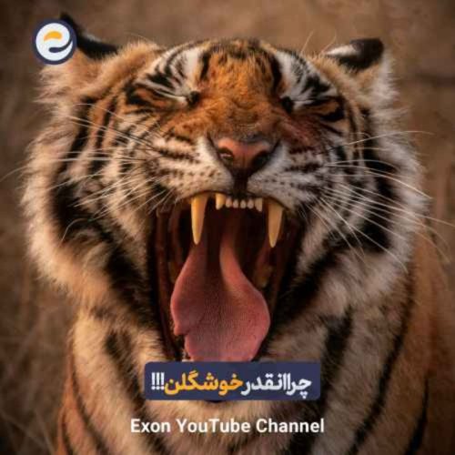  پادکستچرا بدن حیوانات این‌قدر زیباست؟