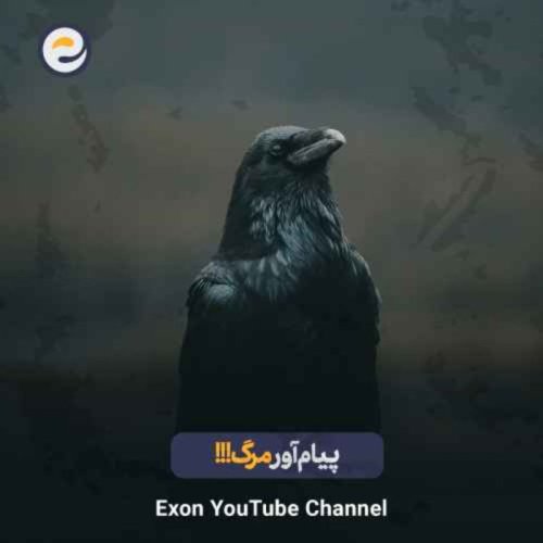  پادکستچرا کلاغ‌ها به اندازه یک کودک ۷ ساله باهوش‌اند؟ | عجایب هوش حیوانات