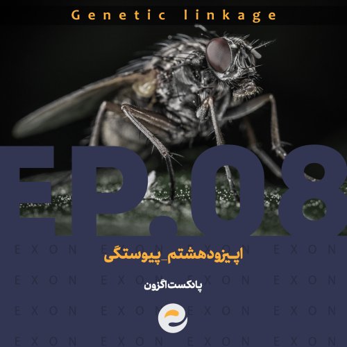  پادکستاپــیزود هشتم | پیوستگـی