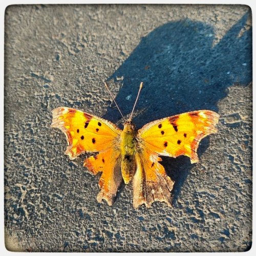  پادکستوصال او ز عمر جاودان به ۴۱۹