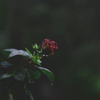 Words I Can Not Say - April Rain
