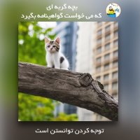 The kitten who wanted to get a license podcast