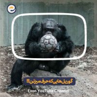 گوریل ها، حیواناتی که میتونن ب