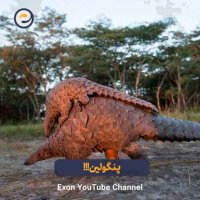 پنگولین؛ زره‌پوش‌ترین حیوان زمین و قربانی قاچاق