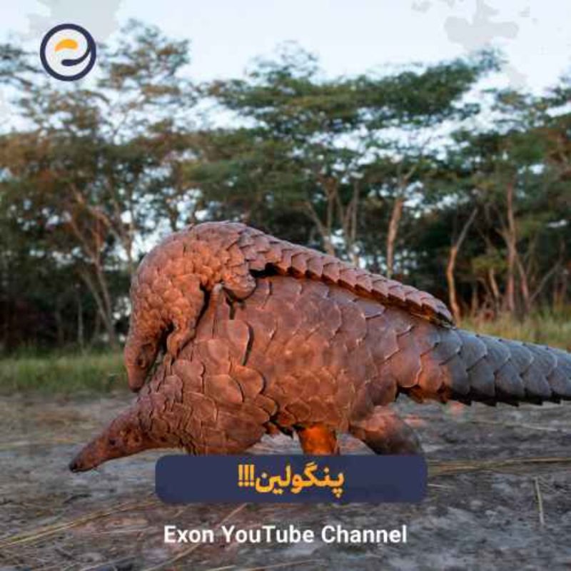 پنگولین؛ زره‌پوش‌ترین حیوان زمین و قربانی قاچاق