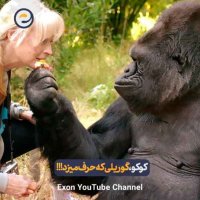 کوکو؛ گوریلی که با انسان‌ها حرف می‌زد و عاشق بچه گربه ها بود