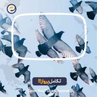 اولین موجودی که پرید | حیوانات چطوری یاد گرفتن پرواز کنن؟!