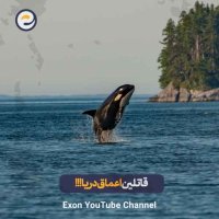 نهنگ قاتل (اورکا): نابغه‌ی بی‌رحم اقیانوس | باهوش‌ترین شکارچی طبیعت