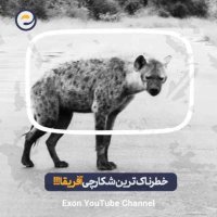 چرا کفتارها خطرناک‌ترین شکارچی آفریقا هستن؟