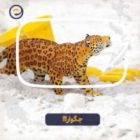 جگوار، قوی ترین آرواره آمریکا