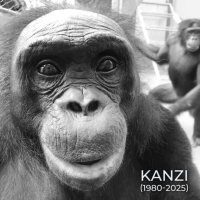 کانزی میمون نابغه چجوری همه رو شگفت زده کرد  | حیوانی که حرف می‌زد، ابزار می‌ساخت و آشپزی می‌کرد!