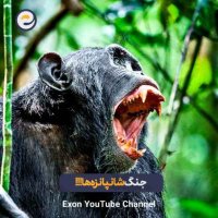The bloody war of chimpanzees th
